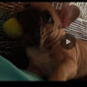 Meet your Posher, Chas